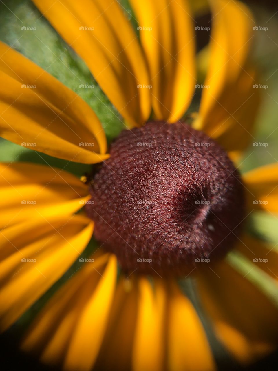 Black-eyed Susan macro