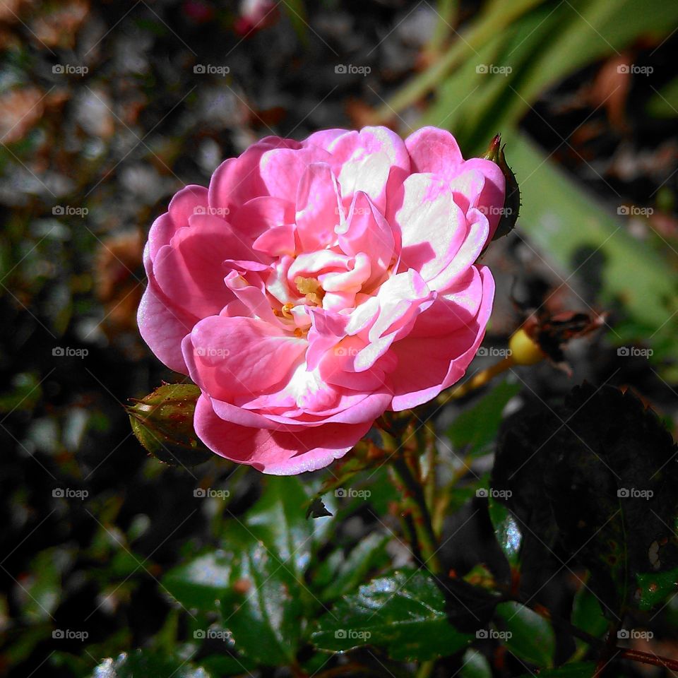 pink flower. flower in the hospital garden