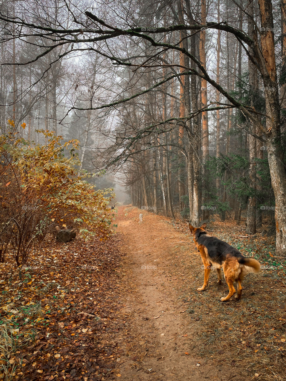 Walking with German shepherd dog in autumn forest 