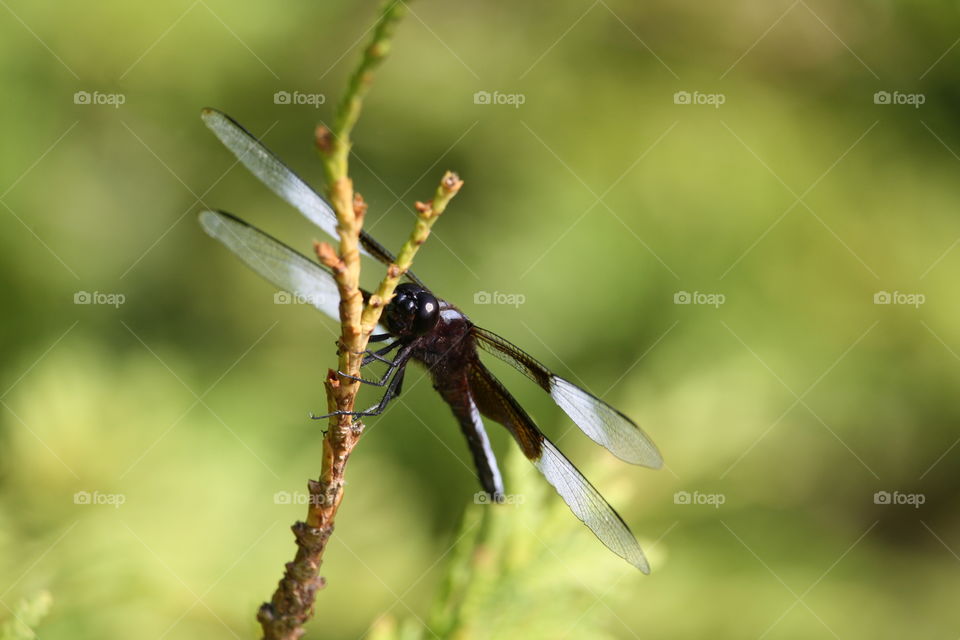 Dragonfly on a twig