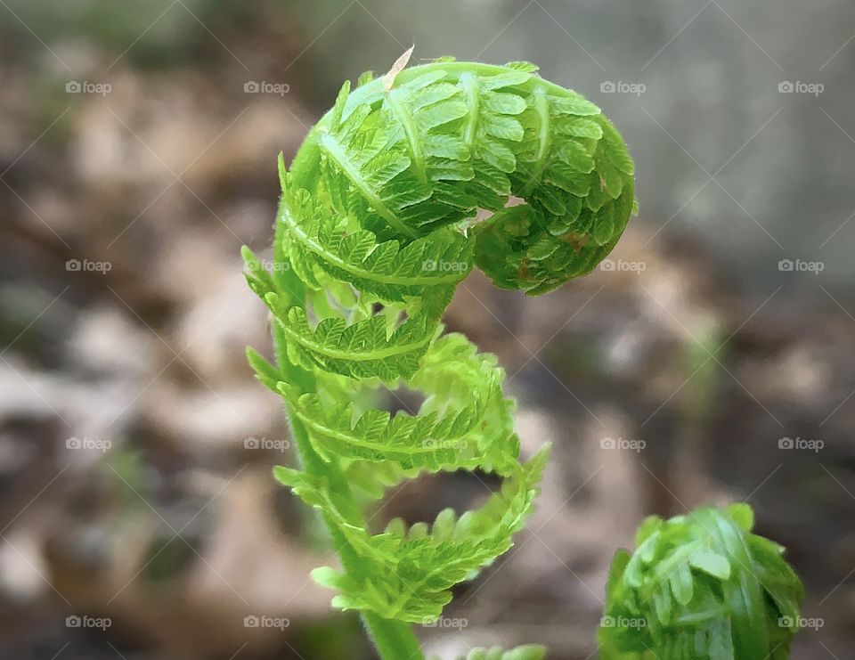 A small and curly green plant—taken in Schererville, Indiana 