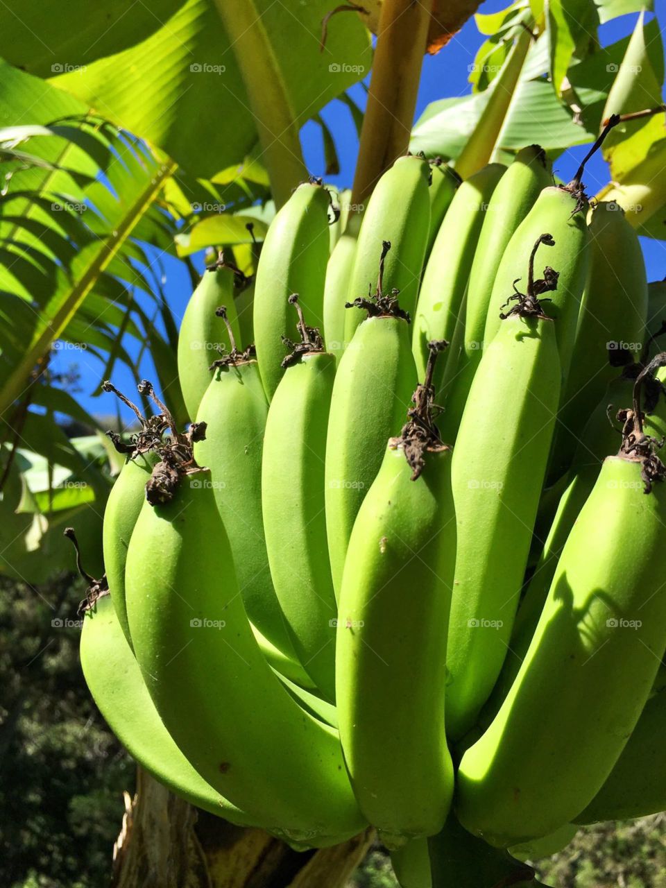 bananas in a tree