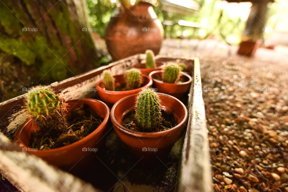 cactus plants