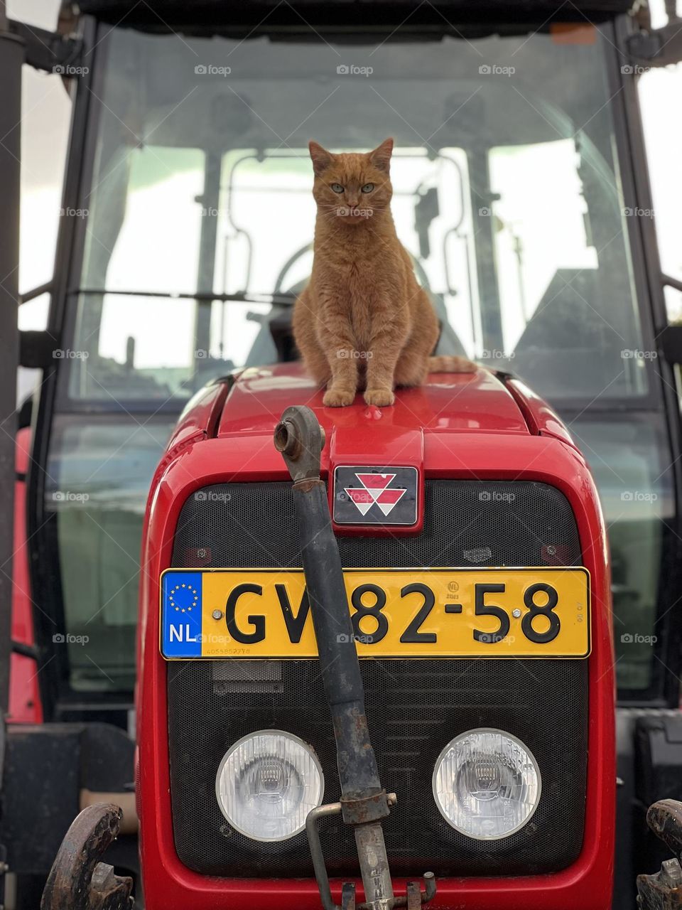 Cat on tractor