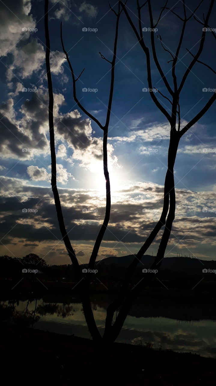 árvore sol e nuvem