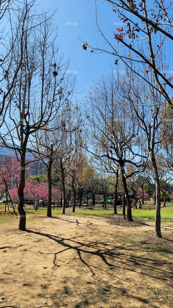 Liquidambar Forest and Cherry Blossom Forest