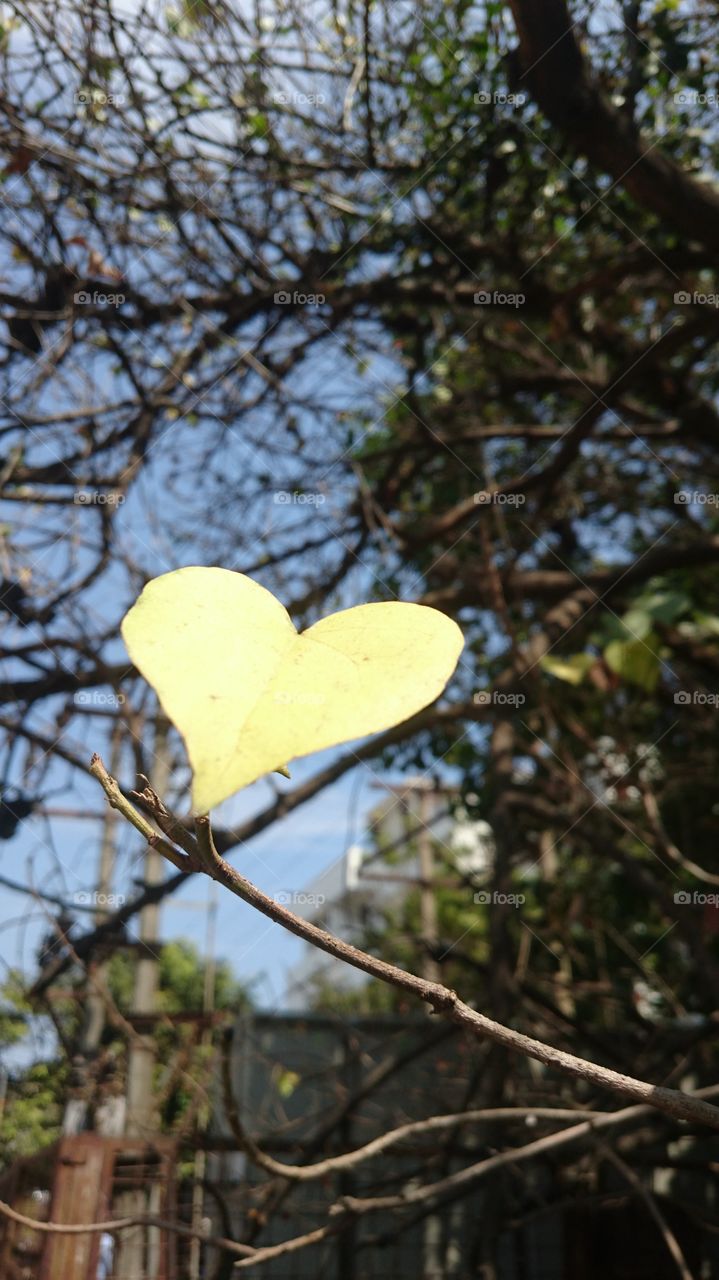 symbol of love by nature