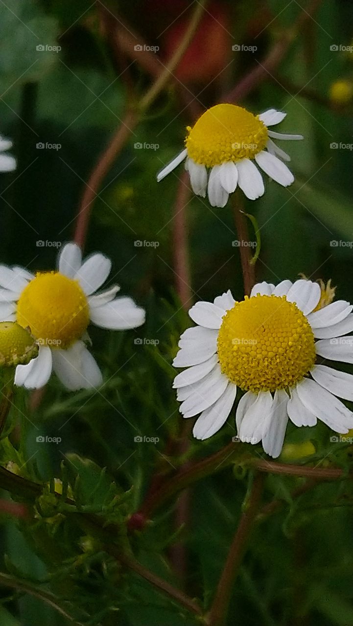 Nature flower