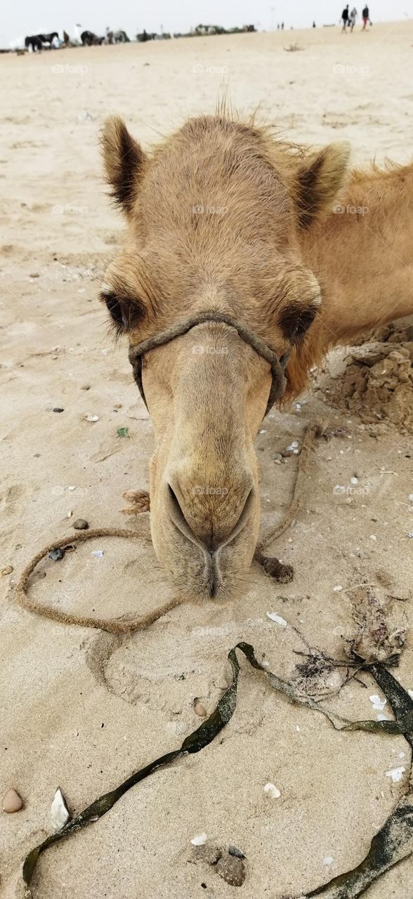 beautiful camel s head looking at camera.