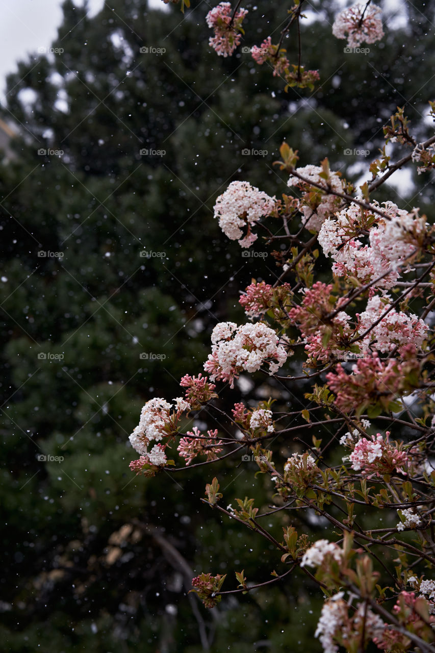 Snow in early spring 