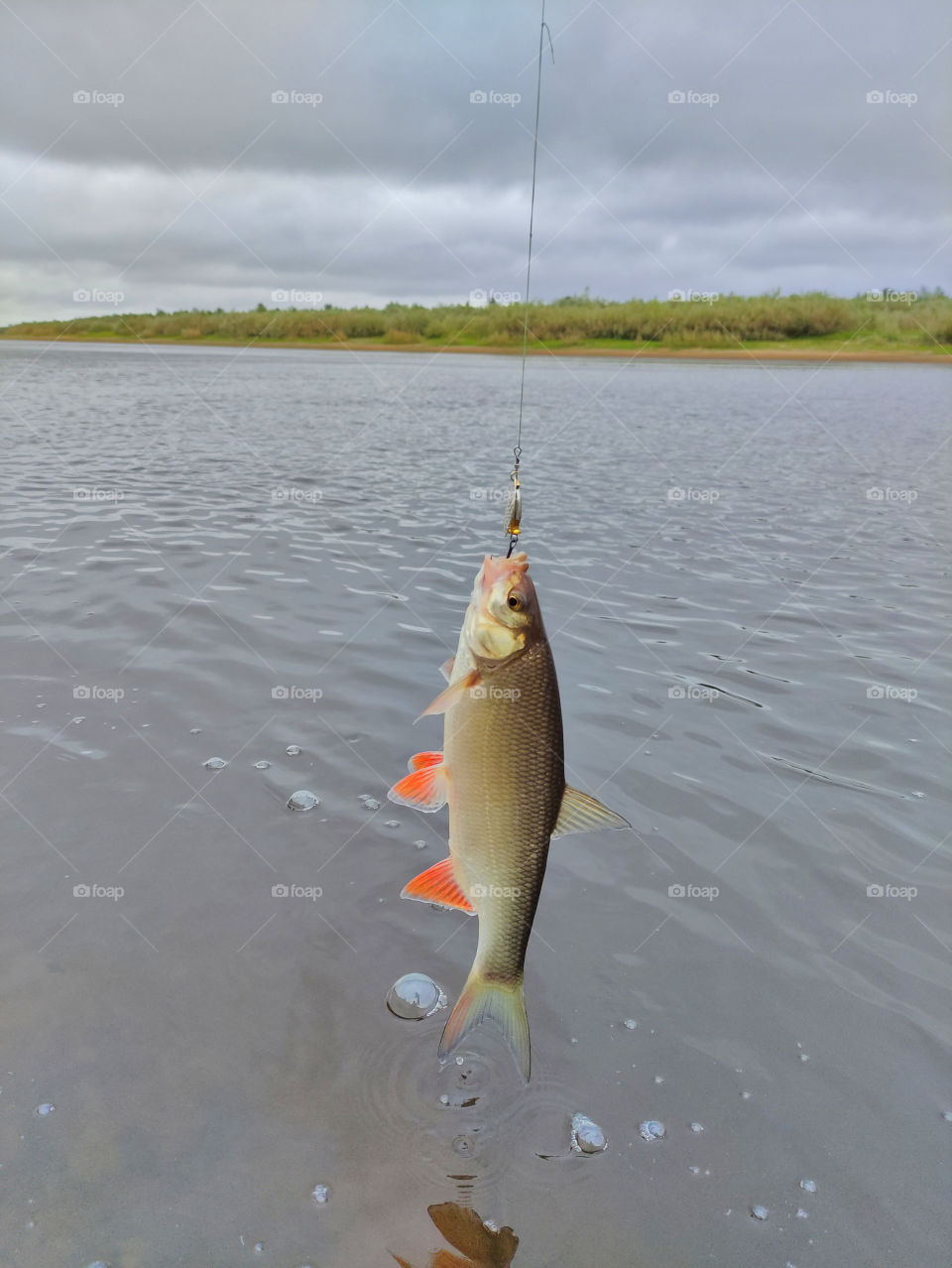 Fishing on the river.Catching yazia on a spinner.