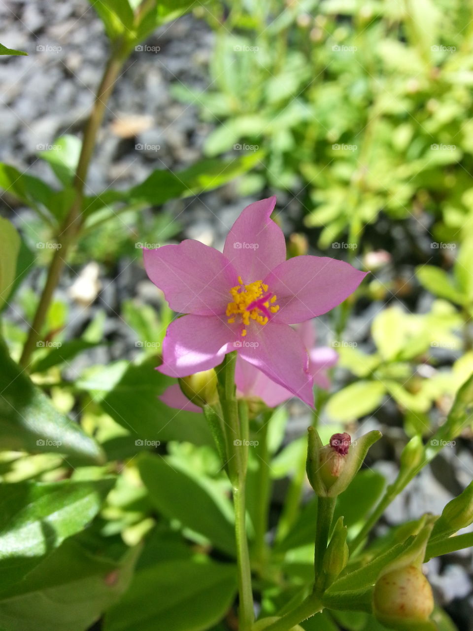 a small pink flower