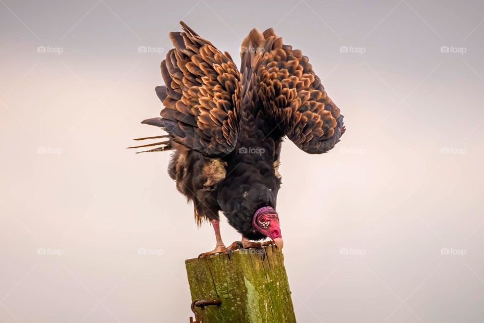 A more attractive perspective of an ecologically important scavenger, the Turkey Vulture (Cathartes aura)). Raleigh, North Carolina. 