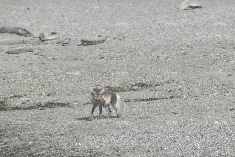 Arvtic Fox in Svalbard