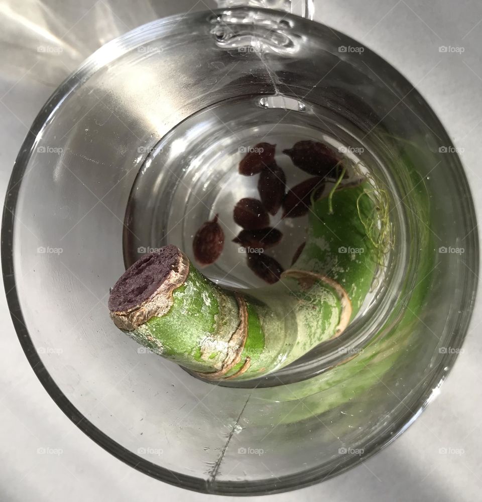 The green story of growth and germination. Life is a constant struggle.