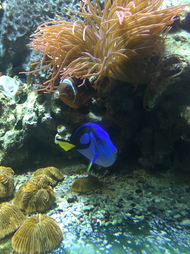 Underwater, Coral, Fish, Reef, Ocean