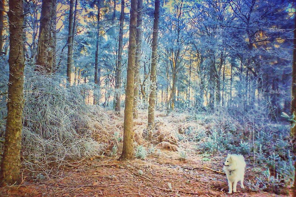 Winter in woods