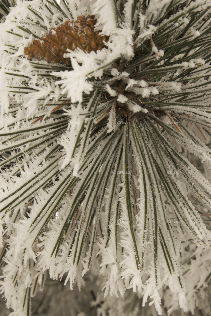 winter pine tree pine one by camcrazy