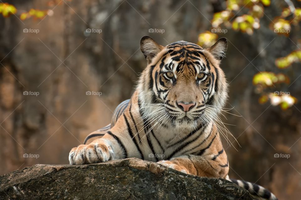 tiger