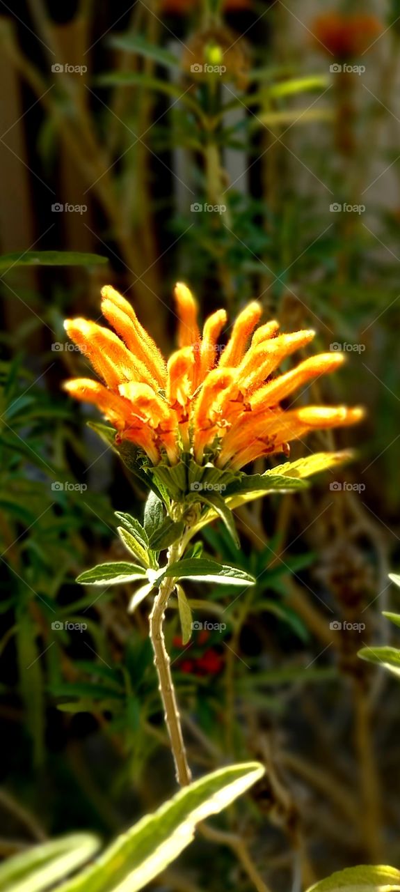 flowers and plants