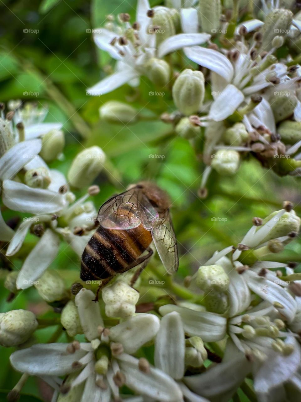 Closeup of honey bee