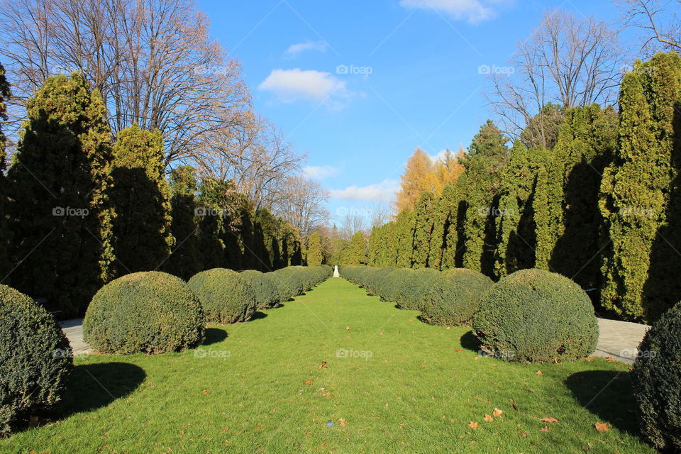 Perspective point of view of a garden with tall trees and round bushes in Autumn