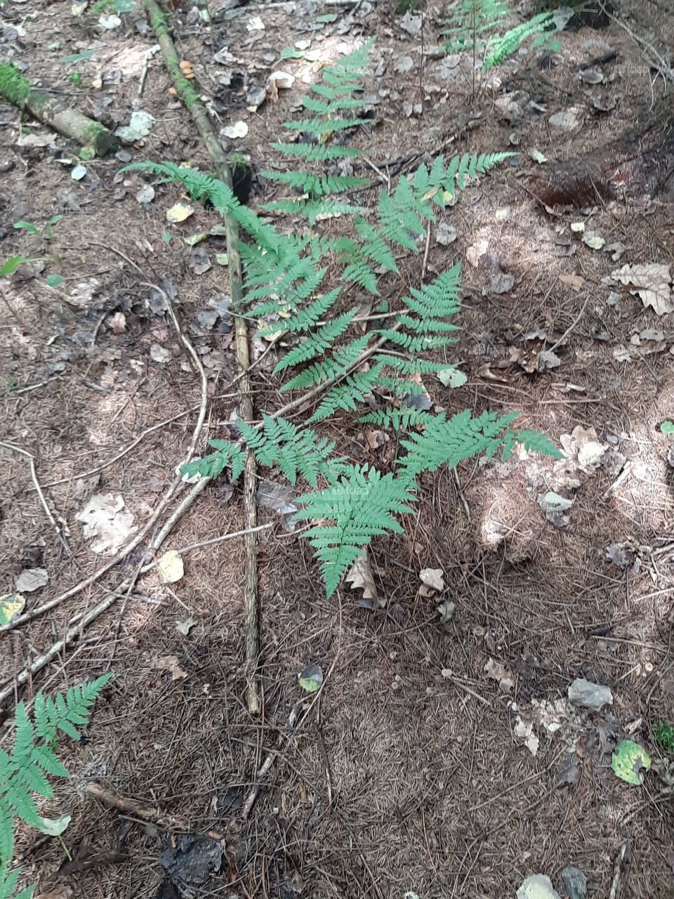 Папоротник   в   лесу     очень  ,я   его   люблю