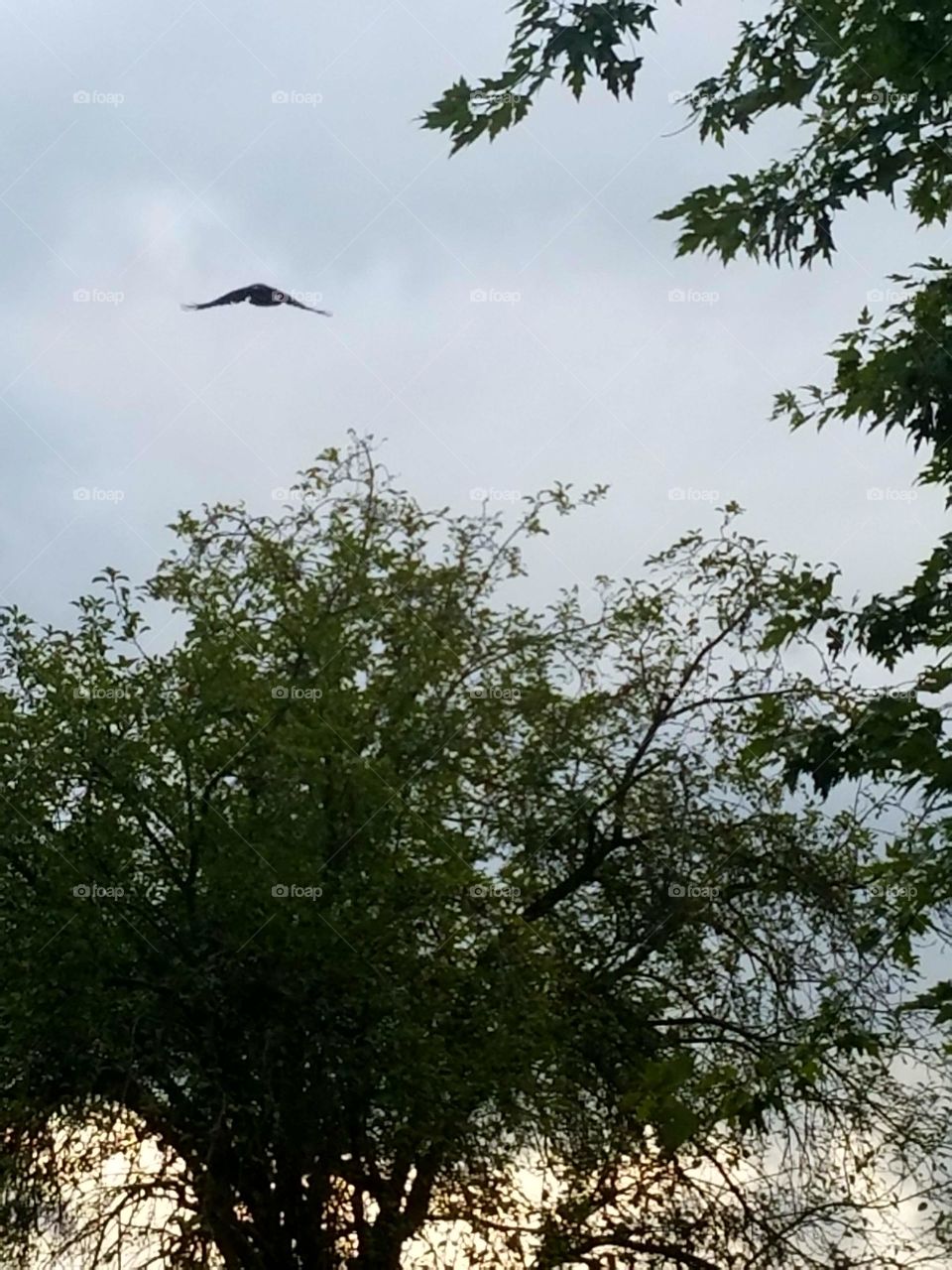 crow flying at me. Duck!
