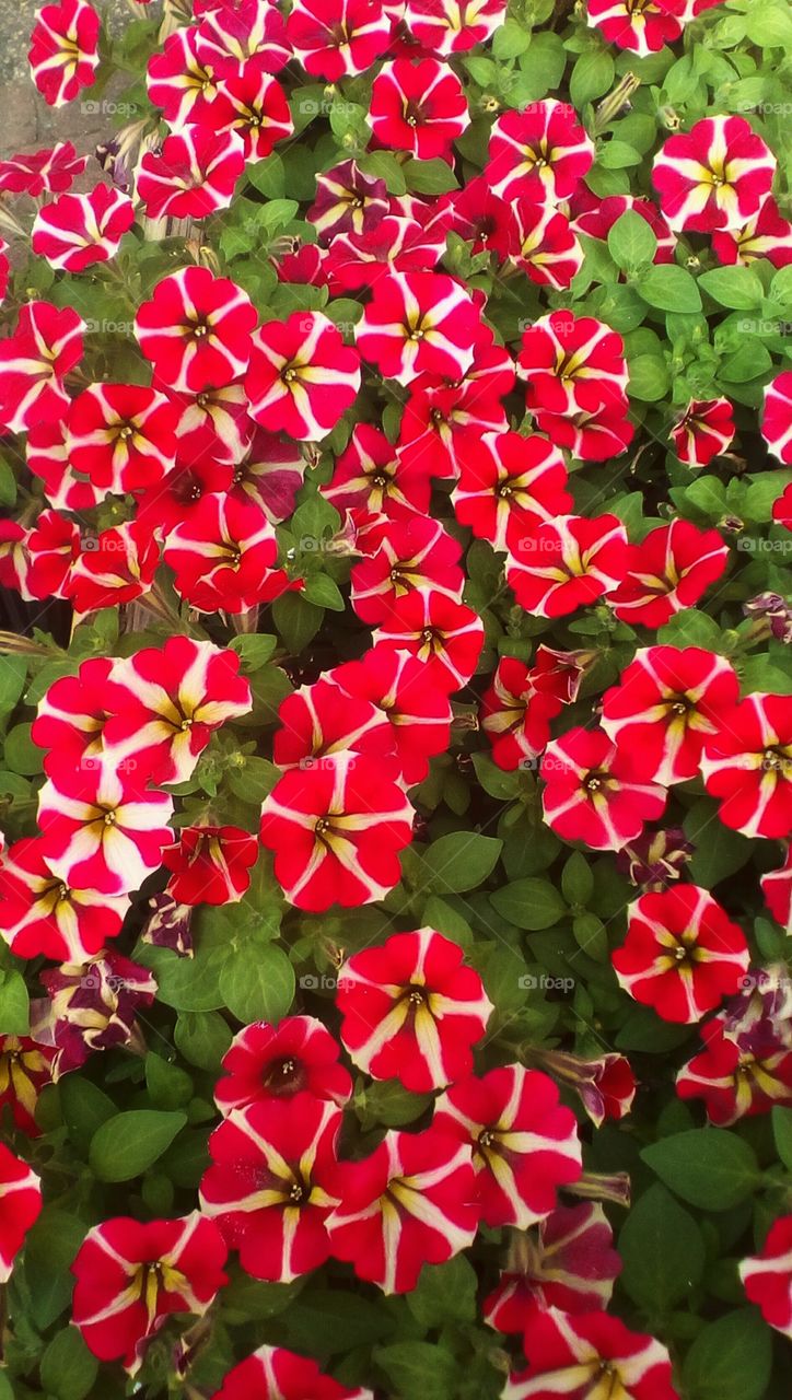 Beautiful red small flowers surrounded
by green leaves in garden