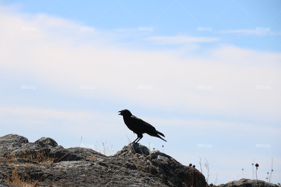 The crow