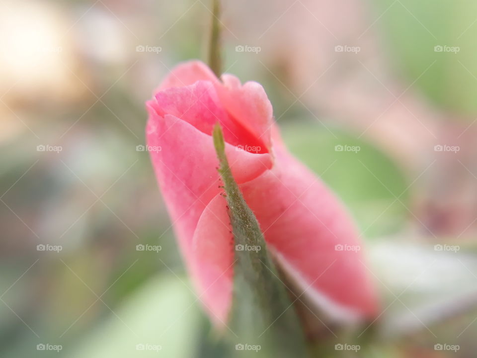 folded rose