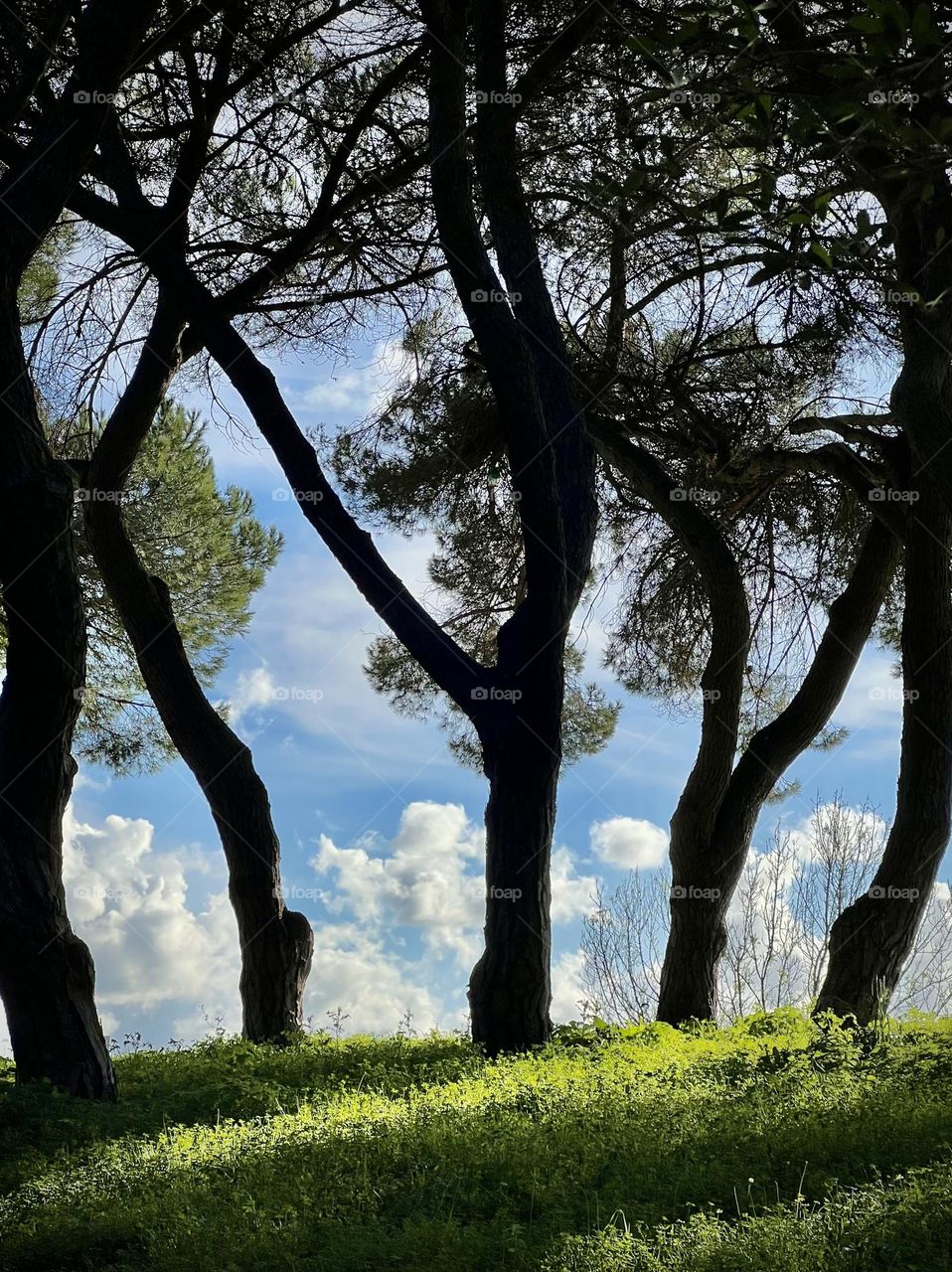 Trees and clouds