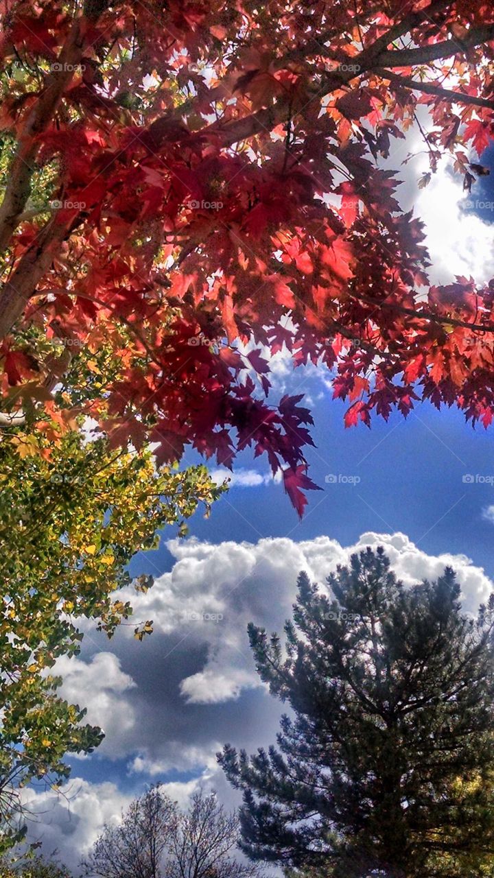 Look to the sky for natures paint brushes.