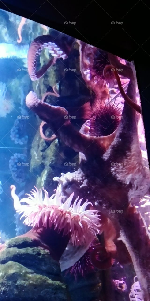 the octopus & the sea anemone