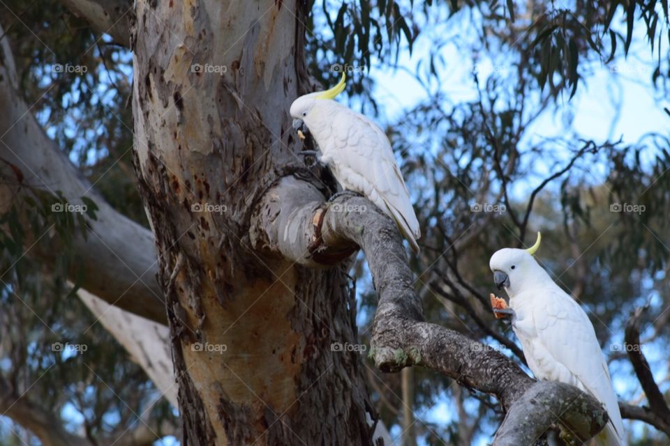Yellow crested cockatoos in Australia 