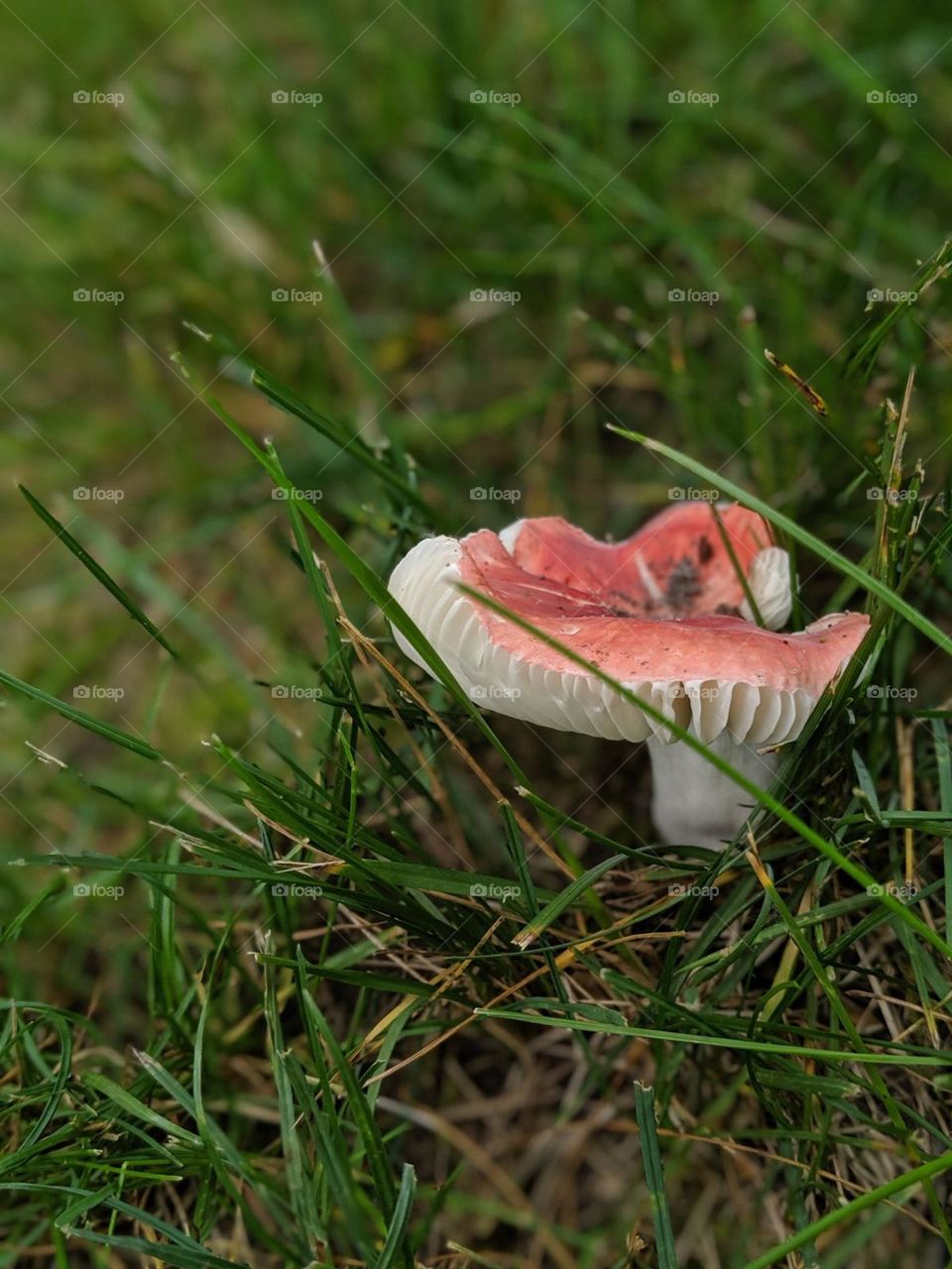 pink and white mushroom in the green grass, magical mushrooms, fairy mushroom, pink fungi shroom