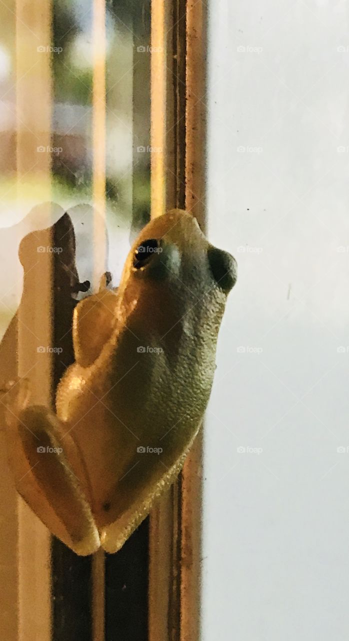 I love the color and beauty of this tiny green frog on a window just chilling out. 