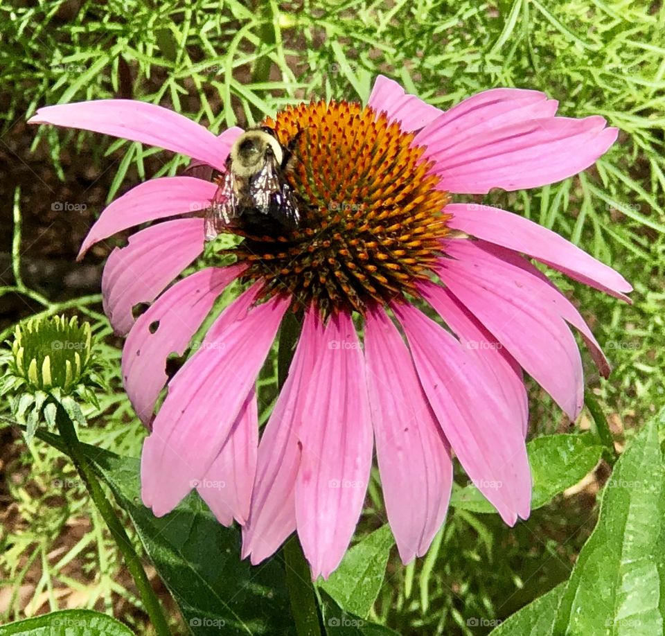 Bee on an echinacea 