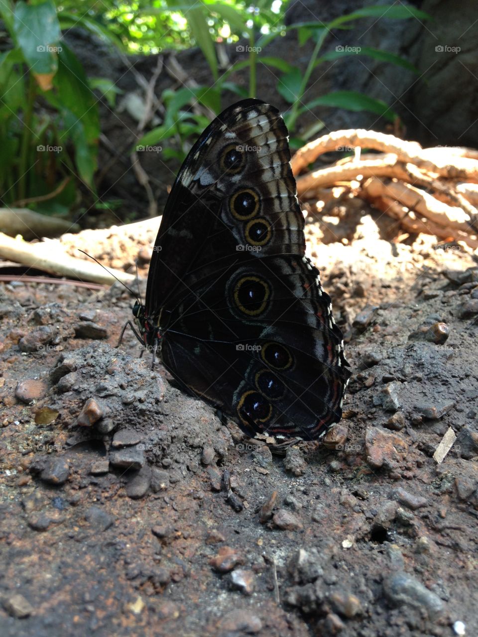 Beautiful butterfly at the Insectarium at the St Louis Zoo
