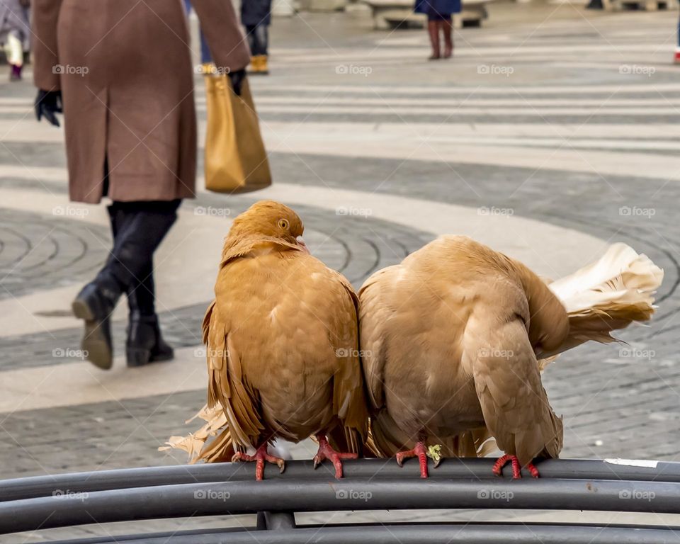 Two cute brown pigeons are sitting on a street crossbar in the city in autumn