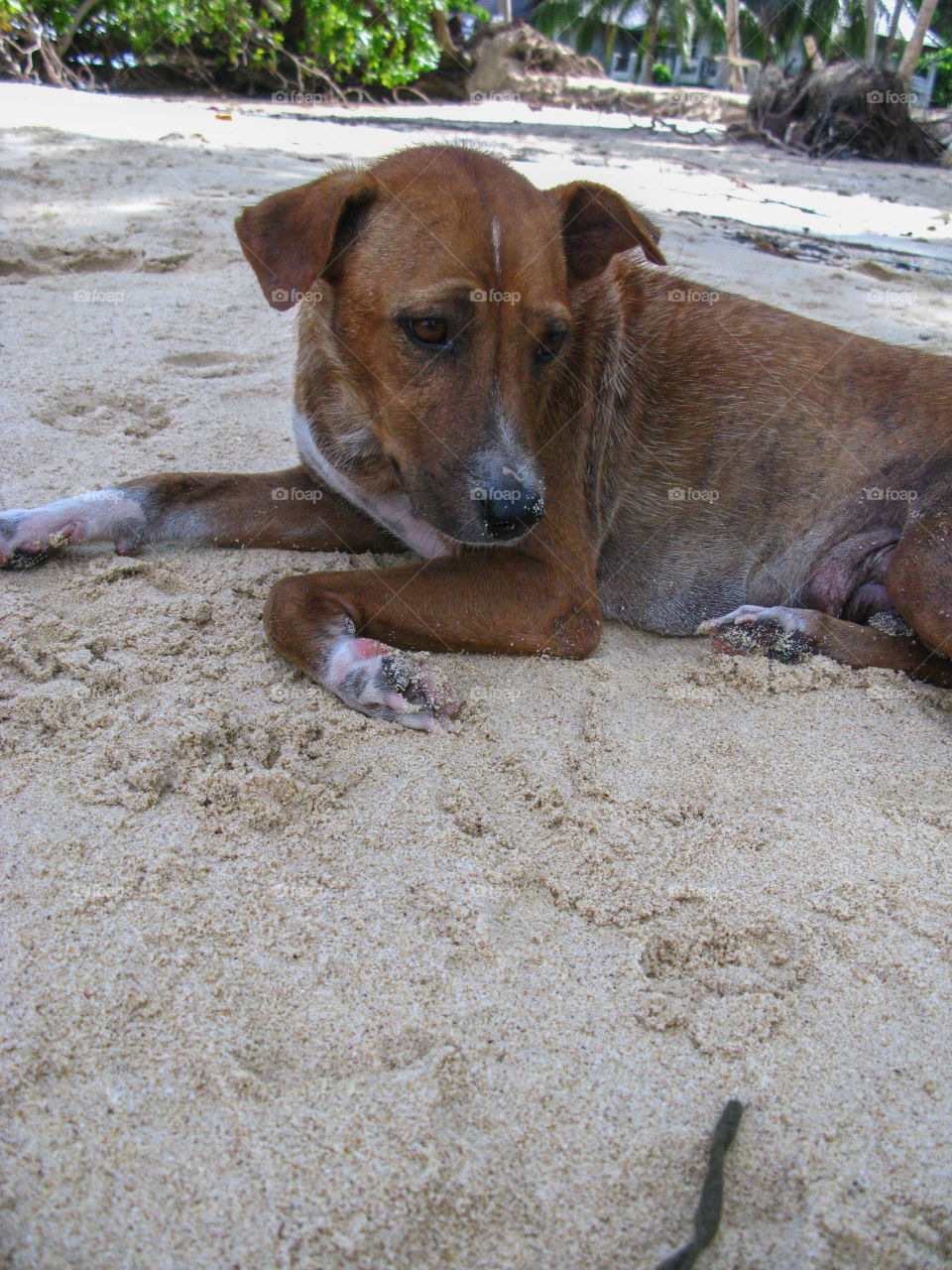 Beach dog