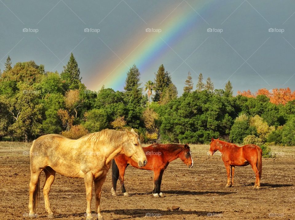 Rainbow With Horses