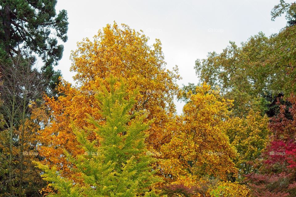 autumn tree in the park