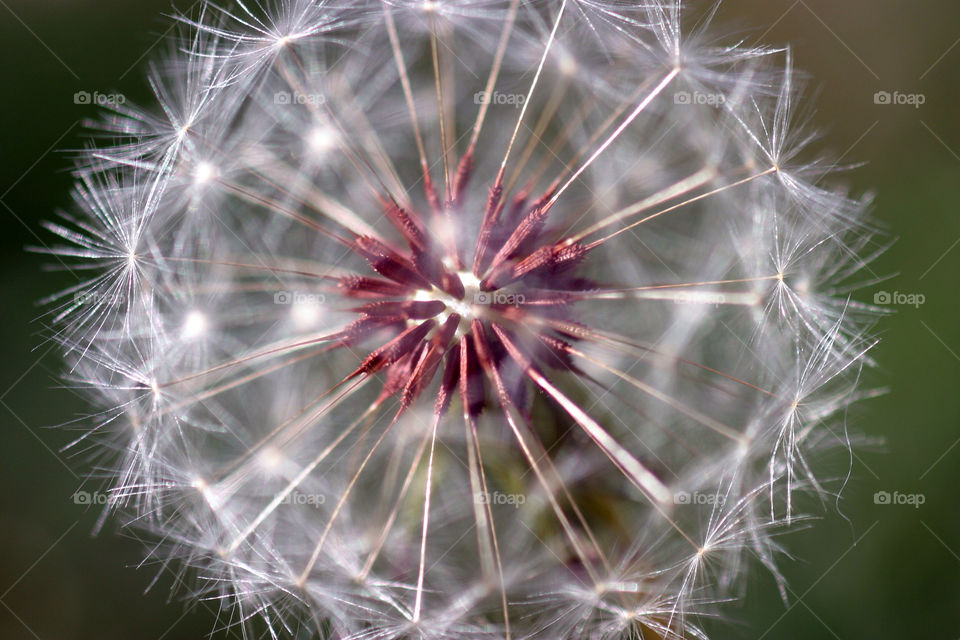 Dandelion Seed Head
Dandelion full seed head with blurred natural background.