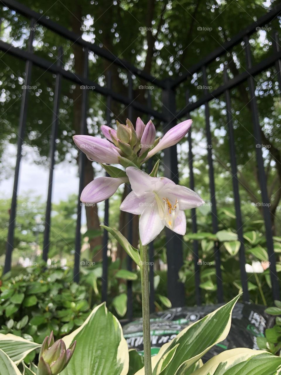 Hosta flower blooming ear.y summer evening beautiful neighbor landscaping plants shade