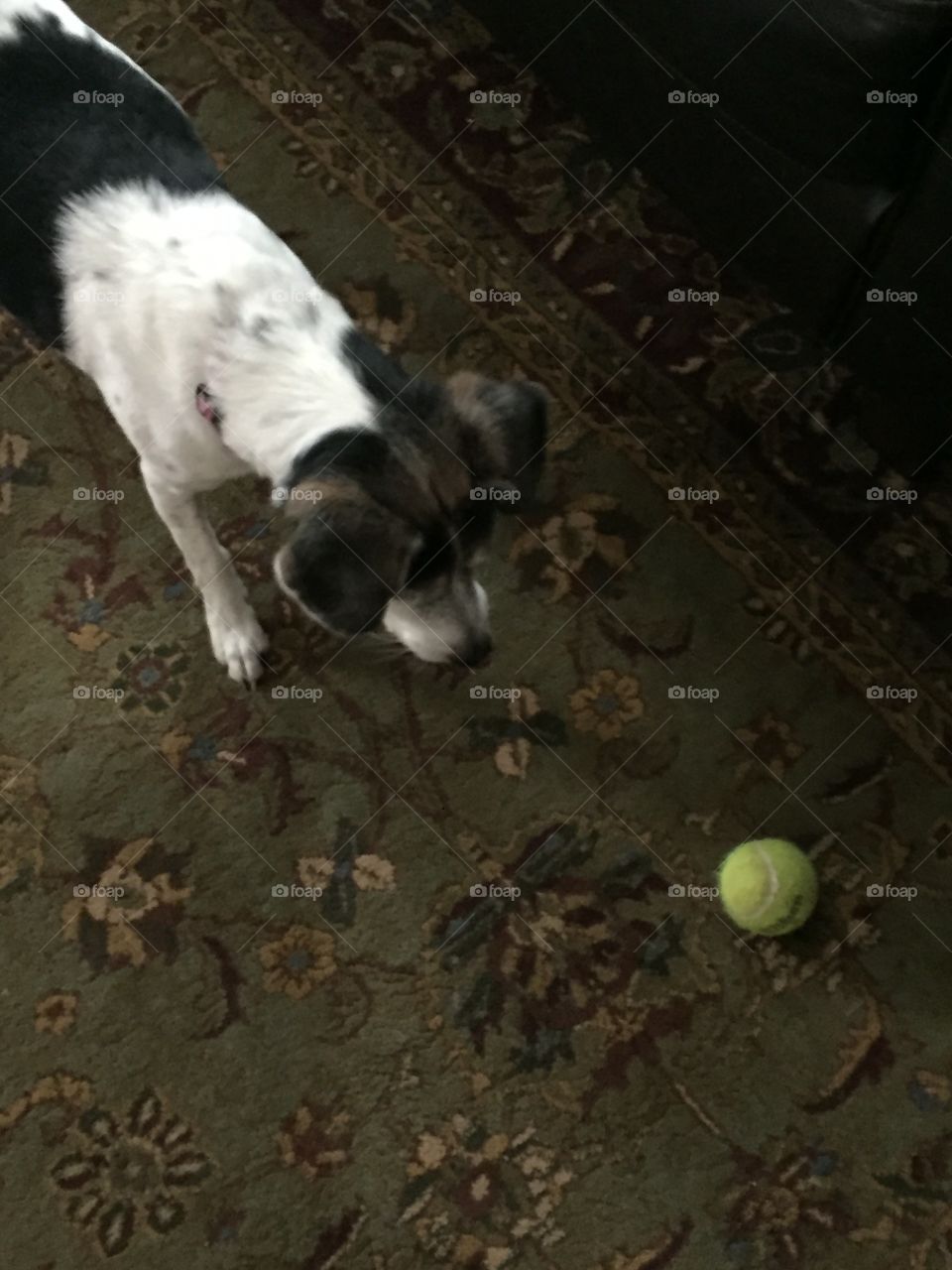 Dog looking at ball