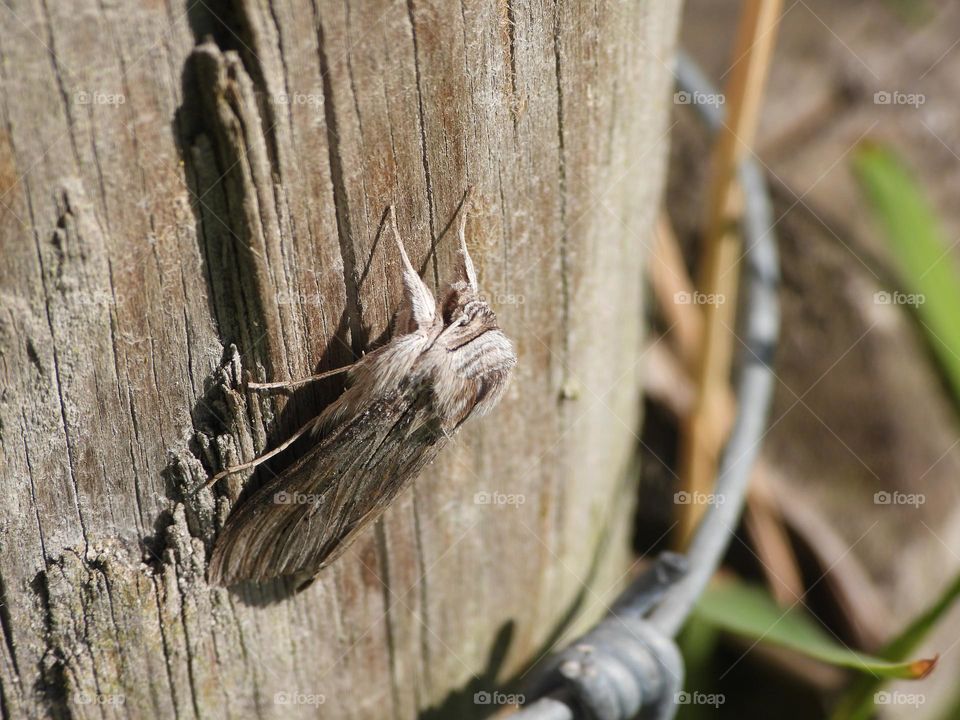A moth on a fence 