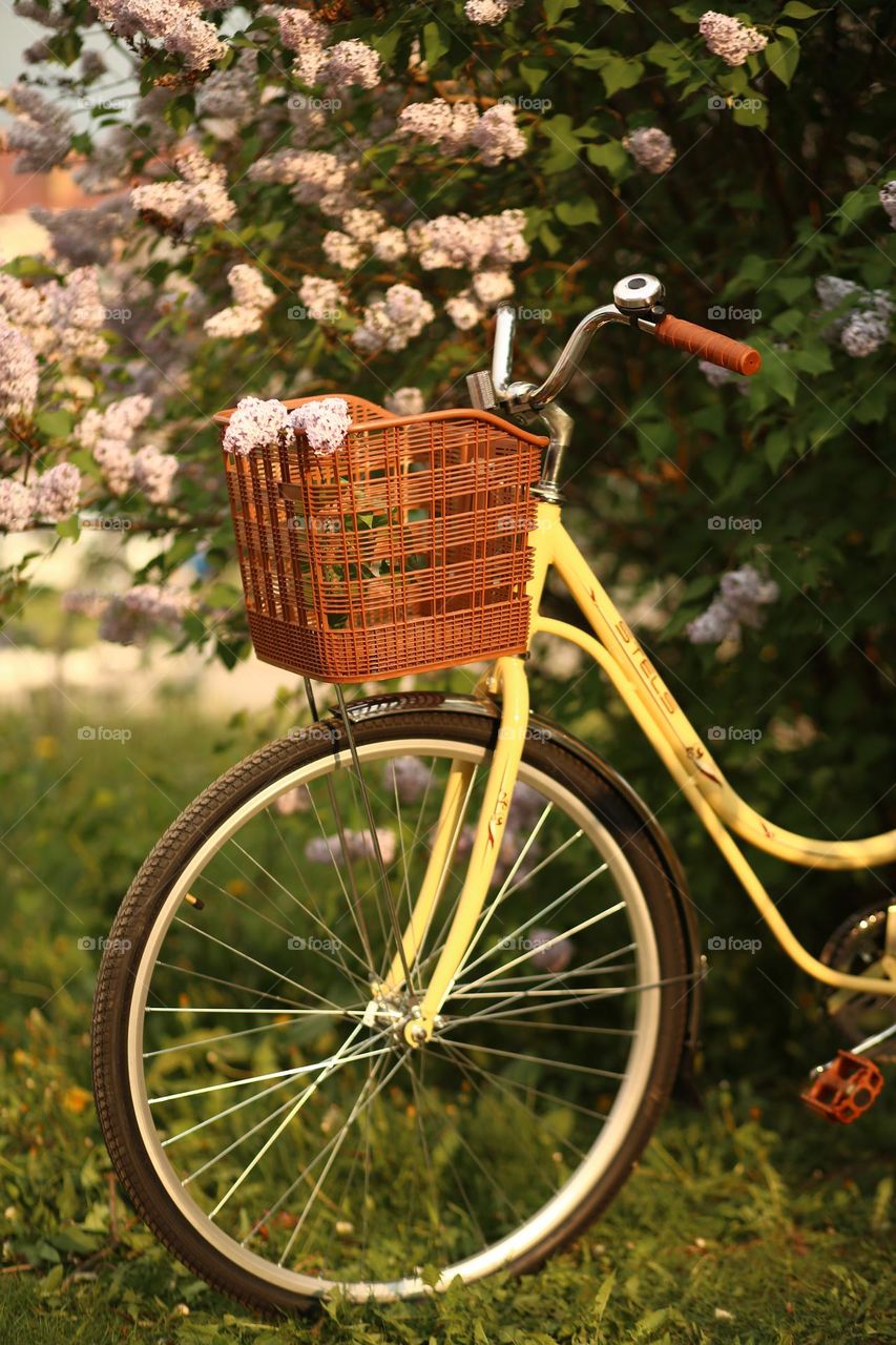 bike in the garden