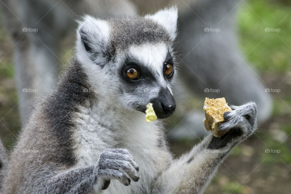 Close-up of a lemur eating