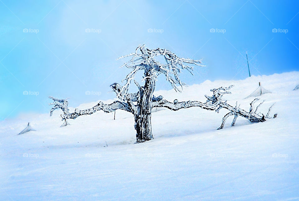 Alone in winter